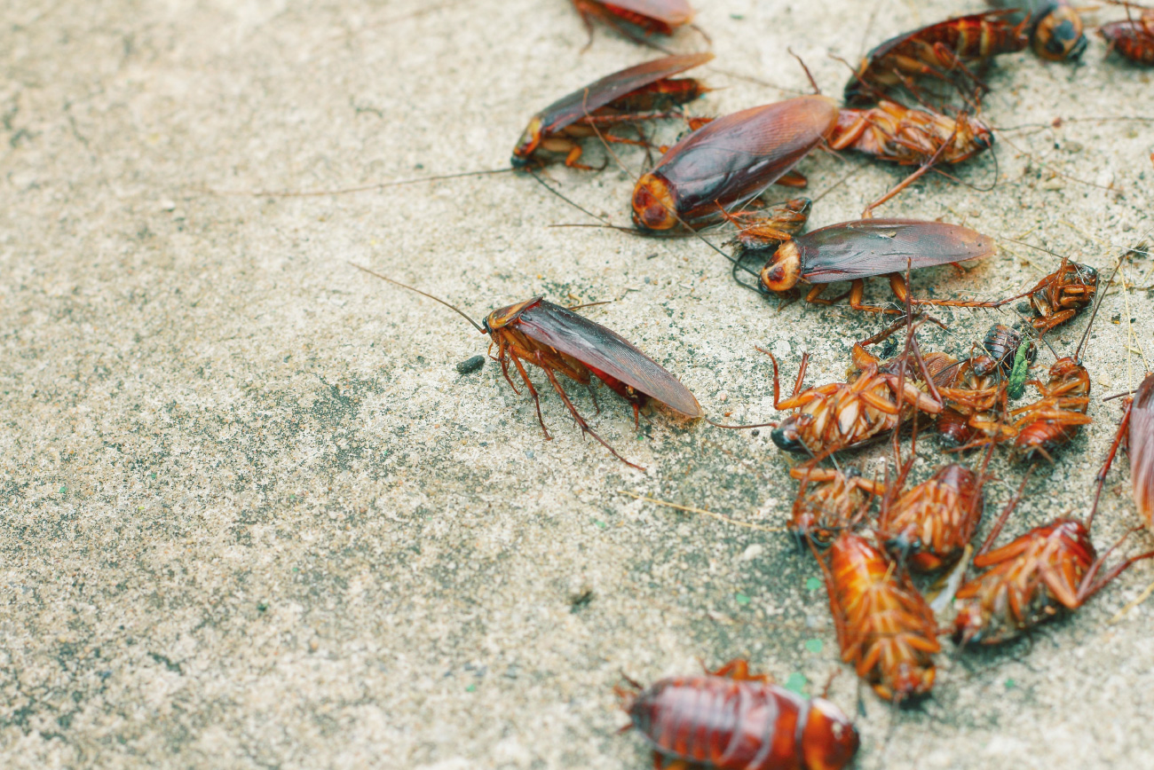 Pest control in provincia di Trapani